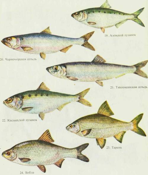 Морской рыболовный спорт i_038.jpg