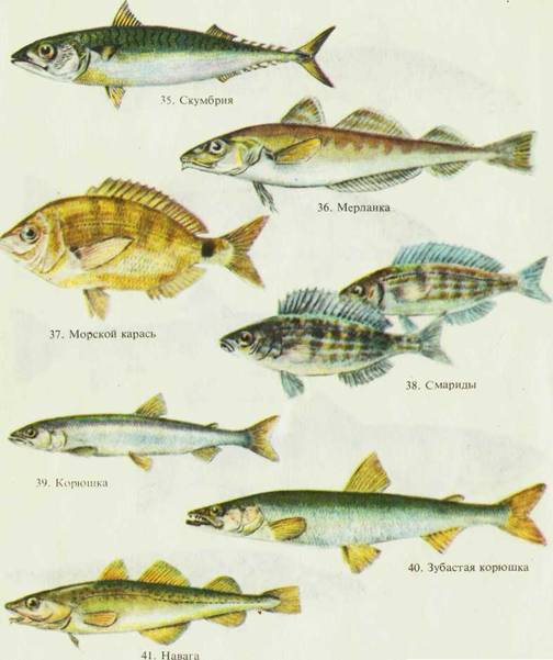 Морской рыболовный спорт i_041.jpg
