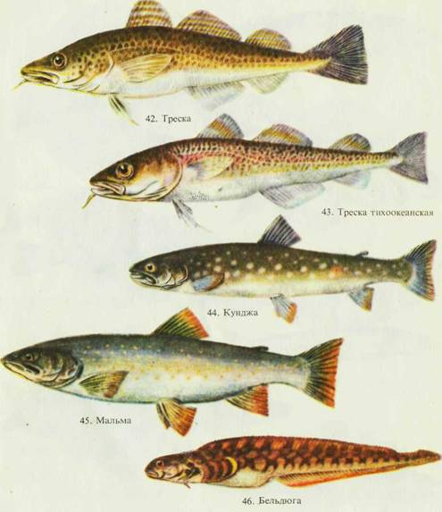 Морской рыболовный спорт i_042.jpg