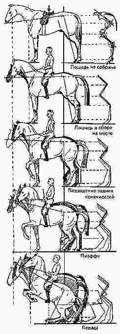 Учебник верховой езды i_024.png