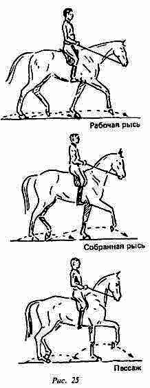 Учебник верховой езды i_025.png