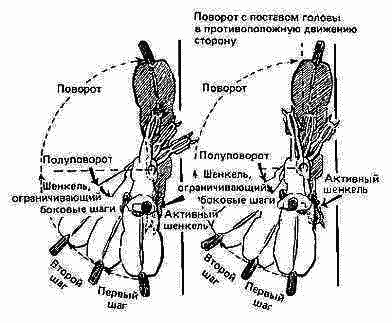 Учебник верховой езды i_028.png