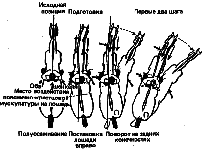 Учебник верховой езды i_029.png