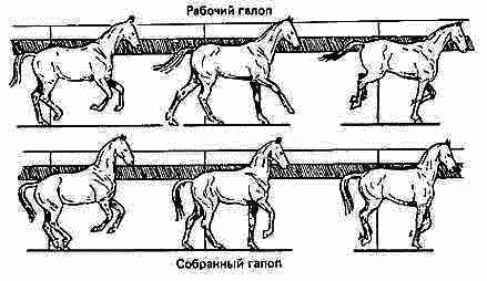 Учебник верховой езды i_032.png