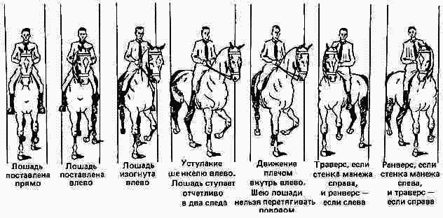 Учебник верховой езды i_036.png