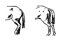 Учебник верховой езды i_008.png