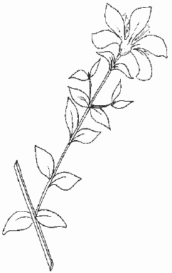 Антибиотики - убийцы i_016.png