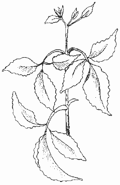 Антибиотики - убийцы i_020.png
