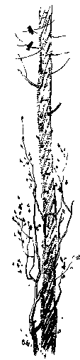Светлана-пионерка _7.png