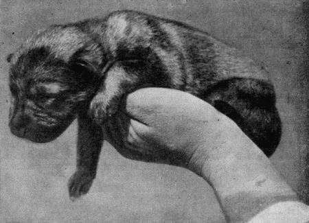 Племенное дело в служебном собаководстве i_116.jpg