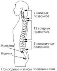 Управление телом по методу Пилатеса any2fbimgloader44.jpeg