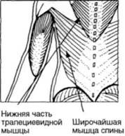 Управление телом по методу Пилатеса any2fbimgloader58.jpeg