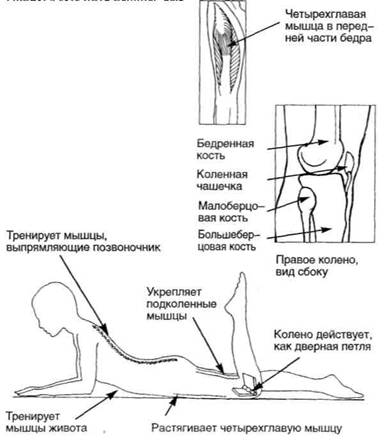 Управление телом по методу Пилатеса any2fbimgloader96.jpeg