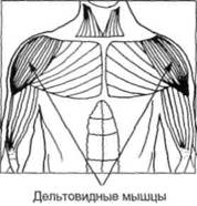 Управление телом по методу Пилатеса any2fbimgloader113.jpeg