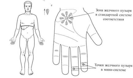 Су Джок семянотерапия any2fbimgloader148.jpeg