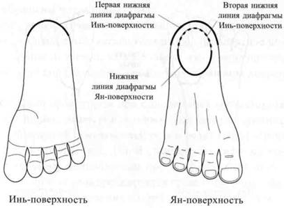 Су Джок семянотерапия any2fbimgloader18.jpeg