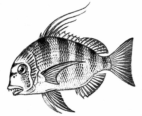 Большая Советская Энциклопедия (СП) i009-001-203728964.jpg