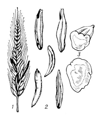 Большая Советская Энциклопедия (СП) i010-001-263179089.jpg