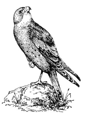 Большая Советская Энциклопедия (СТ) i009-001-200584890.jpg