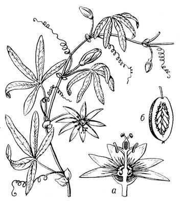 Большая Советская Энциклопедия (СТ) i009-001-210154392.jpg
