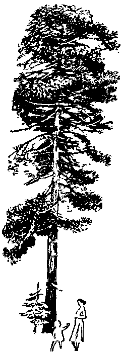 Две повести (с илл.) pic_8.png