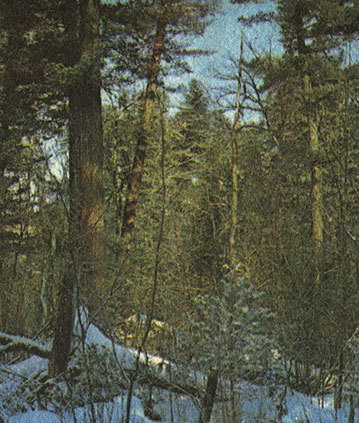 Тигр _15.jpg
