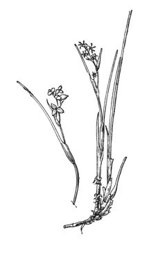 Большая Советская Энциклопедия (ШЕ) i009-001-237078479.jpg
