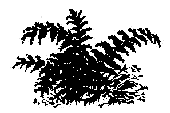 По Уссурийскому краю _16.png_0.png