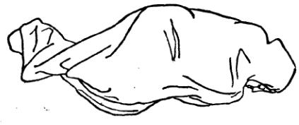 Позы спящего. Ночной язык тела i_011.jpg