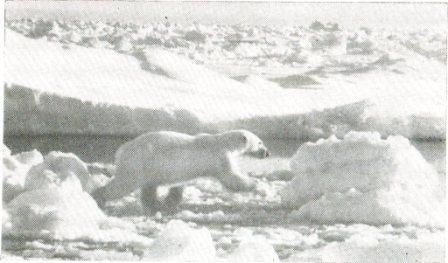 Белый медведь i_008.jpg
