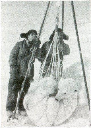 Белый медведь i_012.jpg