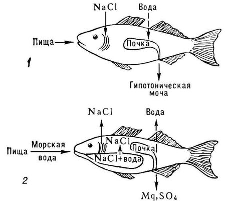 Большая Советская Энциклопедия (ОС) i010-001-246307421.jpg