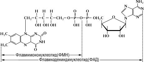 Большая Советская Энциклопедия (ФЛ) i009-001-218219071.jpg