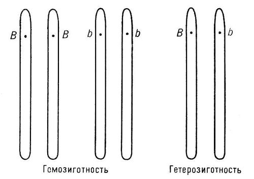 Большая Советская Энциклопедия (АЛ) i009-001-243537341.jpg