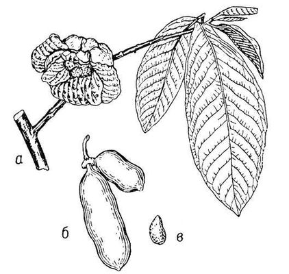 Большая Советская Энциклопедия (АЗ) i010-001-277822388.jpg