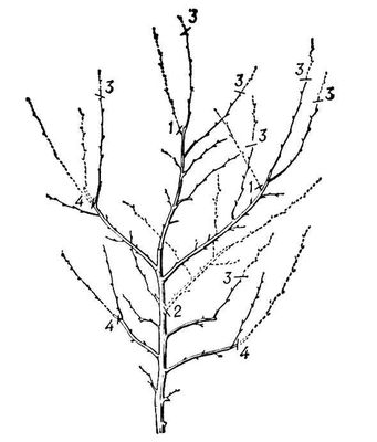 Большая Советская Энциклопедия (ОБ) i009-001-210792865.jpg