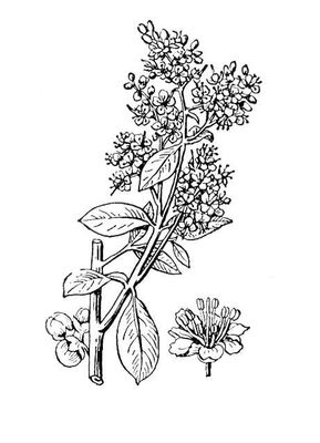 Большая Советская Энциклопедия (ЛА) i009-001-225407444.jpg
