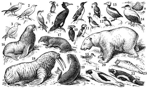 Большая Советская Энциклопедия (СС) i010-001-277641797.jpg