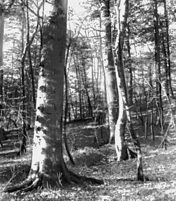 Большая Советская Энциклопедия (СС) i008-pictures-001-297653071.jpg