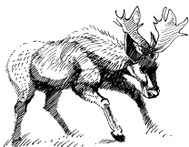 Энциклопедия животных i_025.png