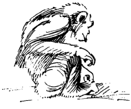 Энциклопедия животных i_030.png