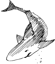 Энциклопедия животных i_032.png
