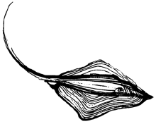 Энциклопедия животных i_038.png