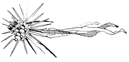 Энциклопедия животных i_041.png