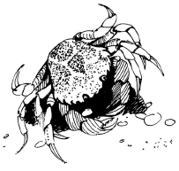 Энциклопедия животных i_043.png