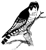 Энциклопедия животных i_049.png