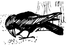 Энциклопедия животных i_050.png
