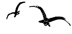 Энциклопедия животных i_051.png
