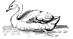 Энциклопедия животных i_052.png