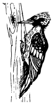 Энциклопедия животных i_053.png
